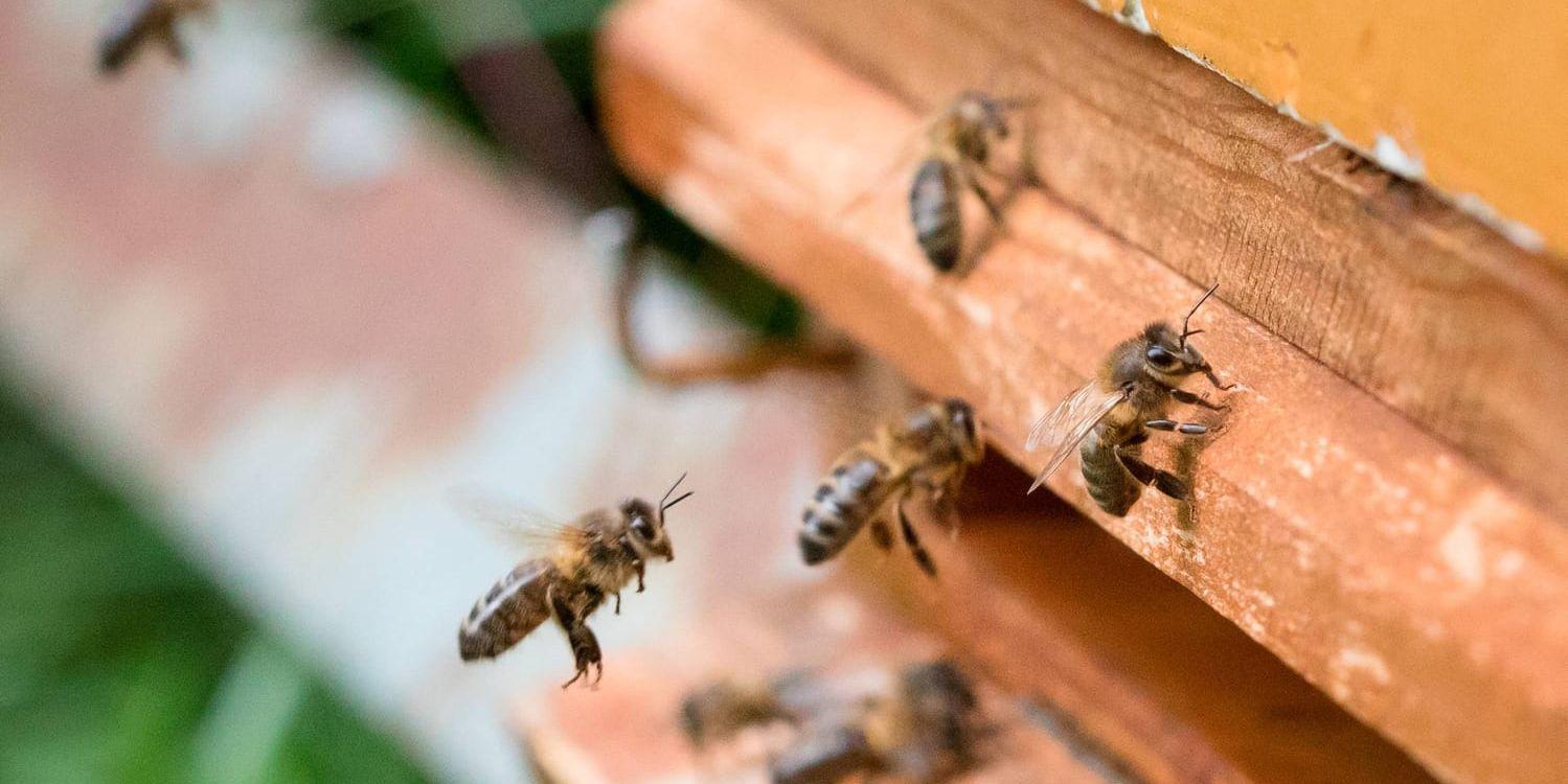 Den kalla våren och försommaren har varit katastrofal för biodlarna. Jämfört med i fjol har årets honungsskörd halverats. Arkivbild.