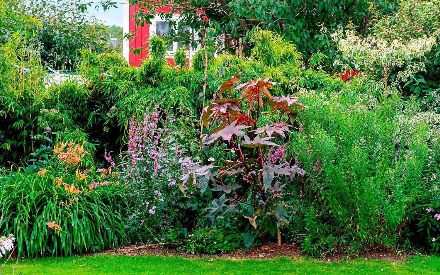 Carina Forsbergs trädgård är sommartid full av prunkande grönska.