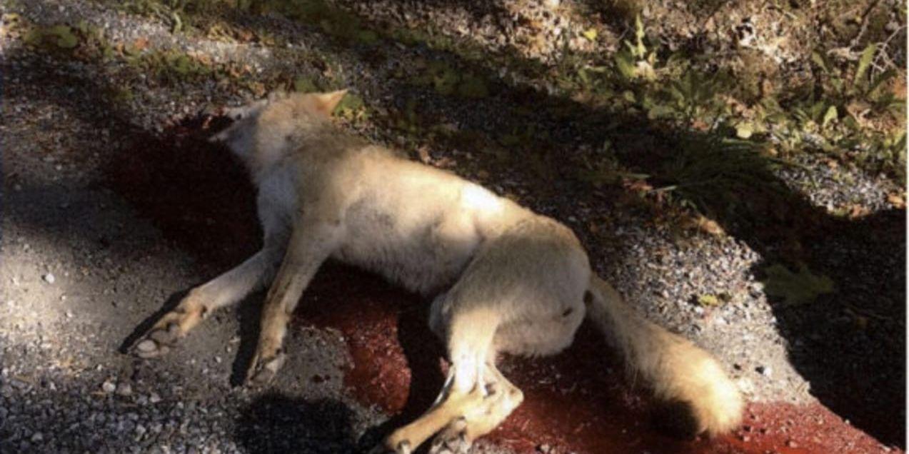 En man sköt 2015 en varg i Sjusundareviret mellan Södertälje och Gnesta. Han hävdar att han sköt vargen för att skydda sina hundar, men har åtalats för jaktbrott. Bilden kommer från polisens förundersökningsprotokoll.