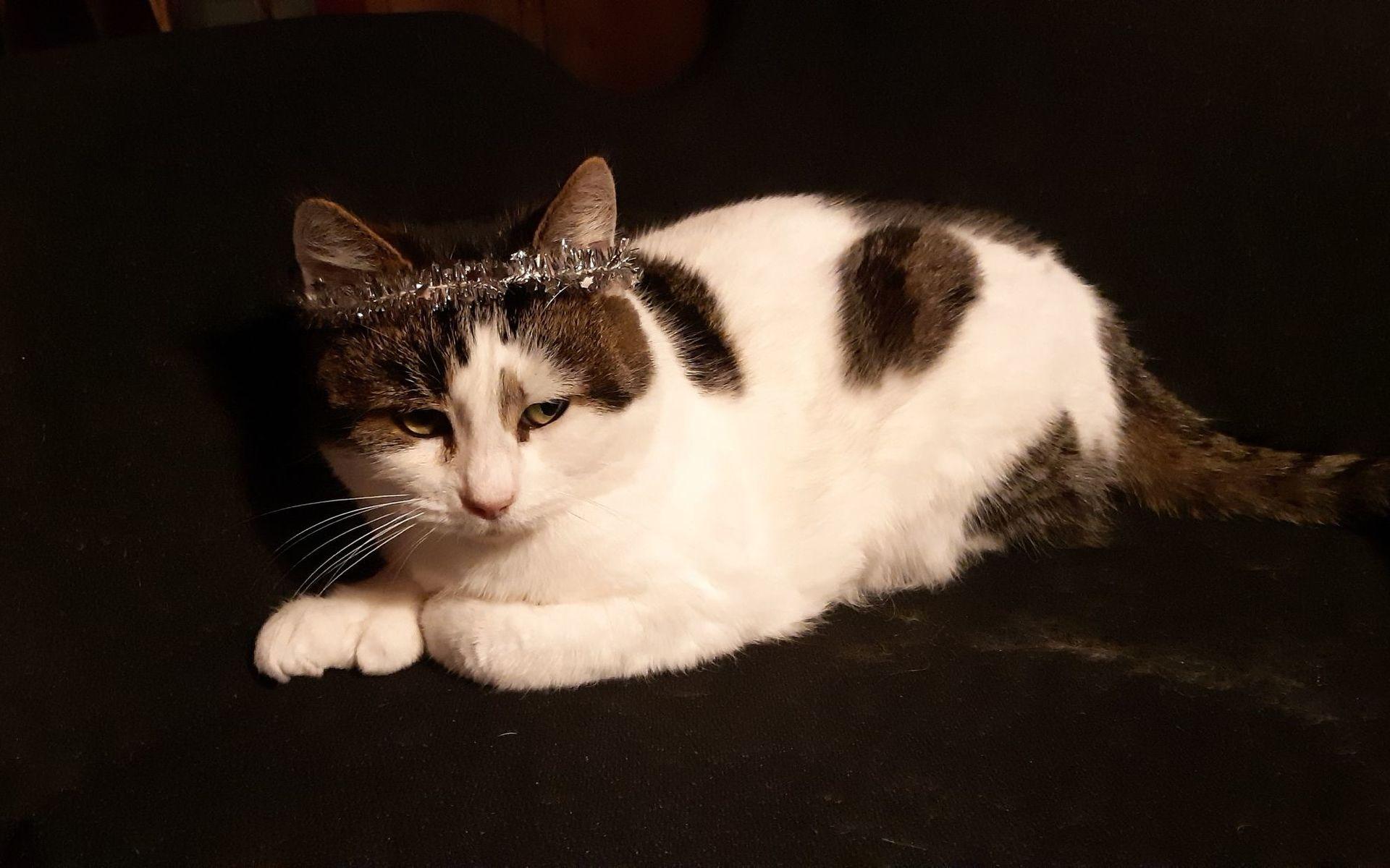 Vår fina skeppskatt Molly som är den mest kelna katt man kan tänka sig. Trivs bäst där det är varmt och skönt, gärna i knät på matte, hälsar Irene Karlsson.