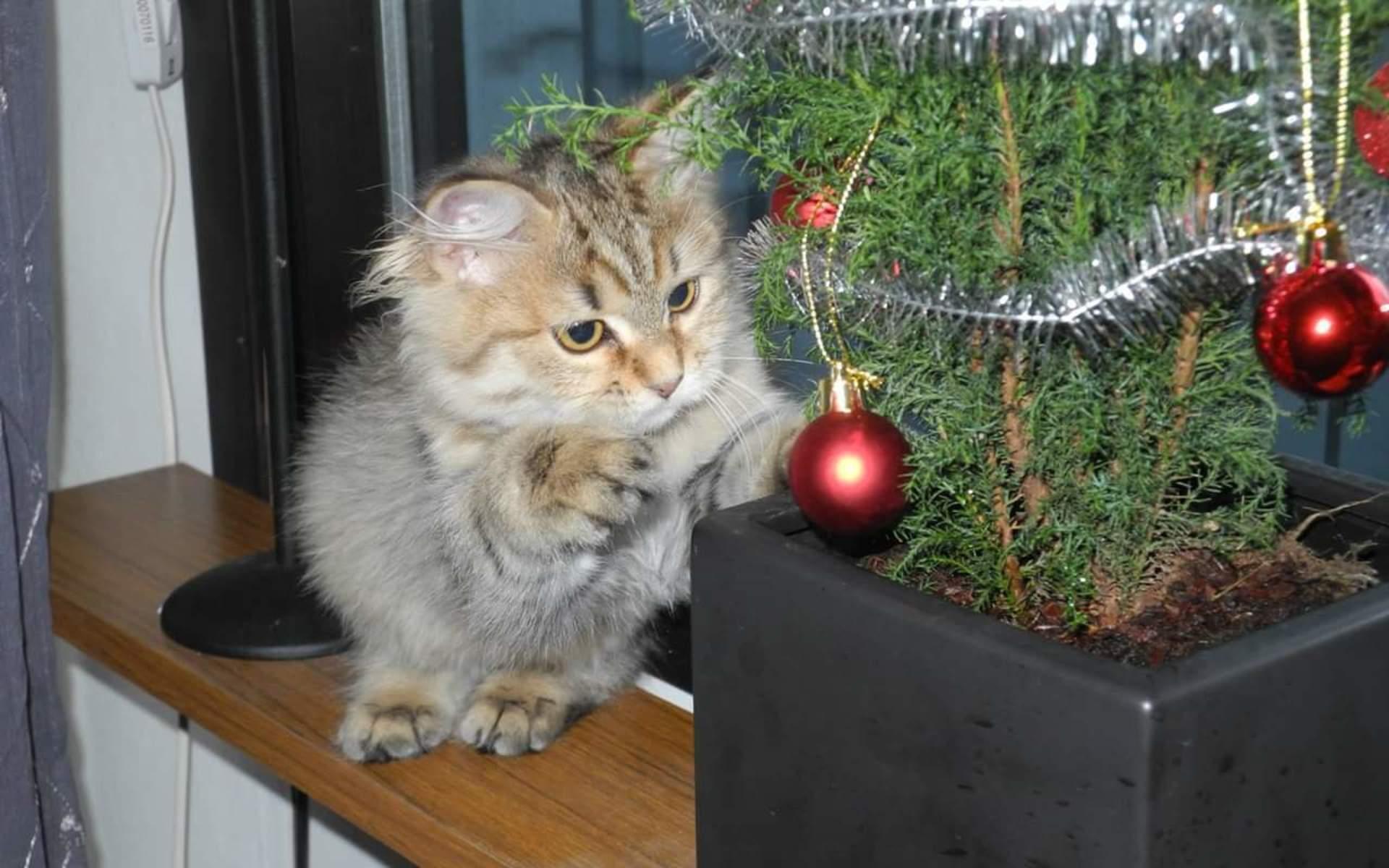 Min Sibiriska katt Proxy älskar julkulor! Skriver Fanny Nilsson.
