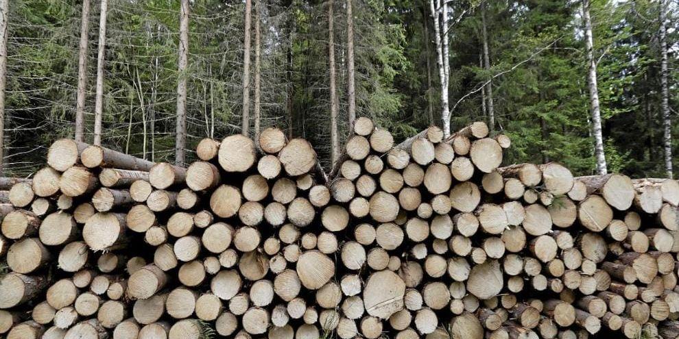 En stor uppselbit för att nå klimatmålen är hur vi använder skogen i klimatomställningen.