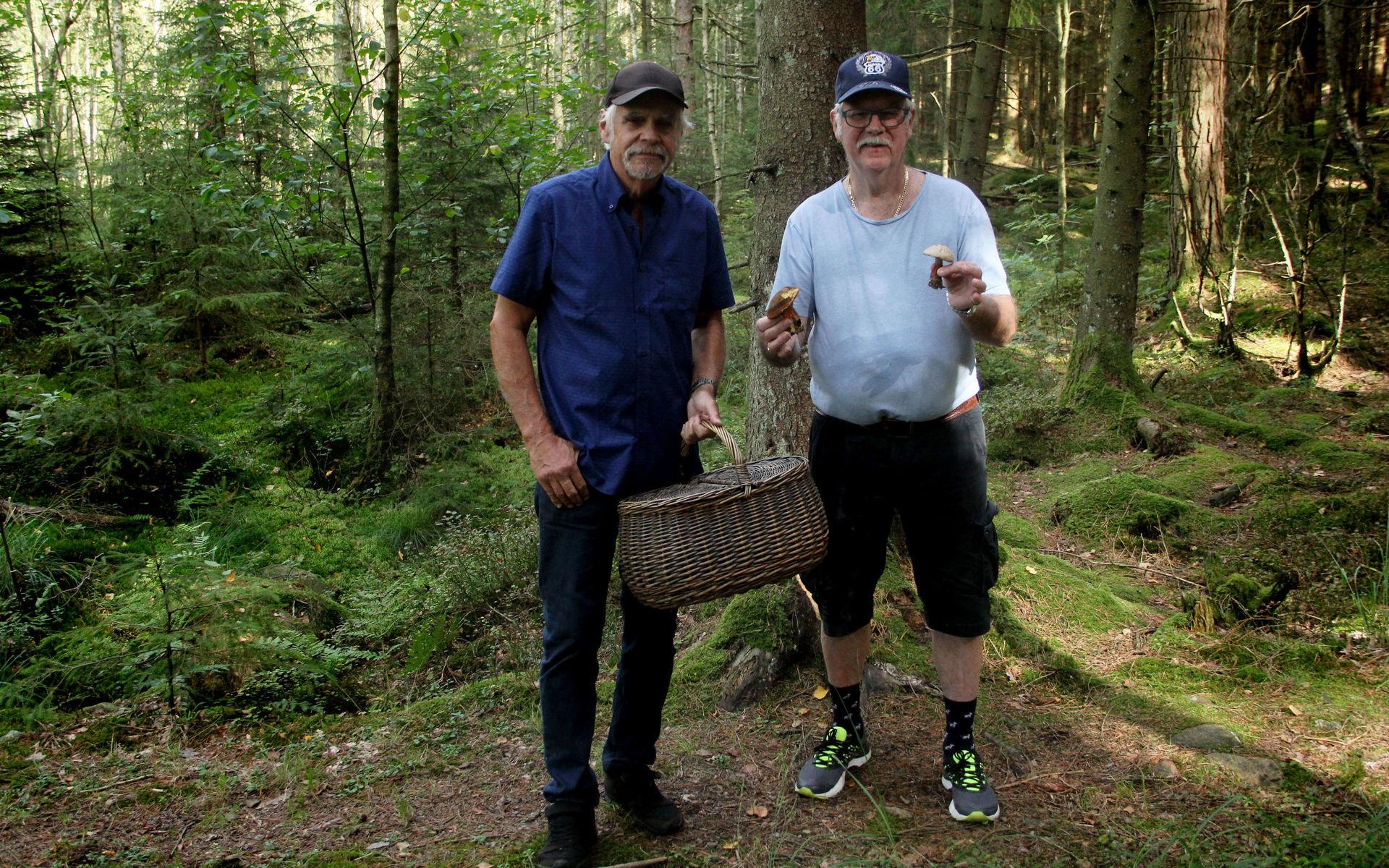 Svampplockning kan också vara en social syssla. Göran Swetzén från Åskloster dök upp i skogen och fick lite svamphjälp han också.