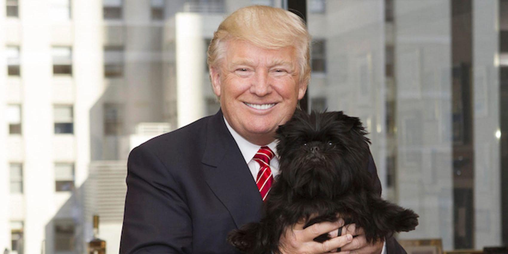 Innan Donald Trump blev USA:s president brukade han låta sig fotograferas med vinnarna i en hundtävling som hölls i hans skyskrapa Trump Tower i New York. Men enligt hans tidigare fru är Trump ingen hundälskare. Bilden är från 2013.