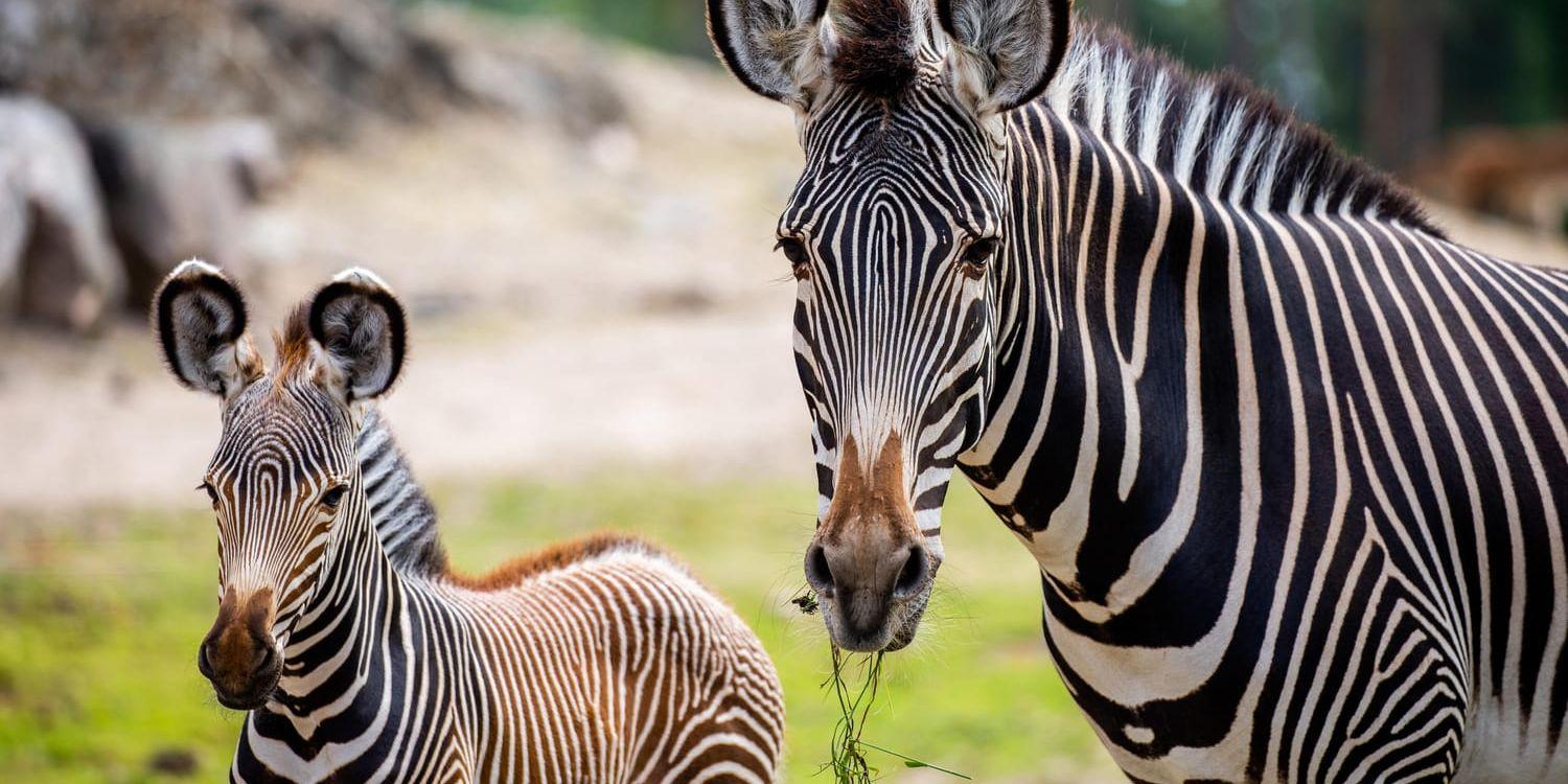 Zebrafölet Lesotho föddes den 27 juni i Kolmårdens djurpark av stoet Lucky. Zebrorna är av den utrotningshotade arten grevyzebra.