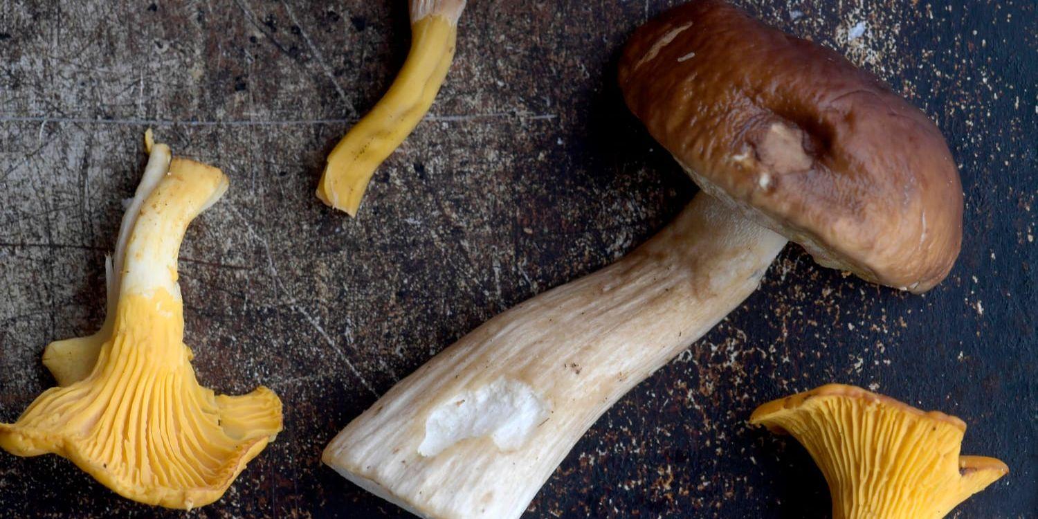 Tack vare svampar har vi penicillin, kan jäsa bröd och brygga öl. Arkivbild.