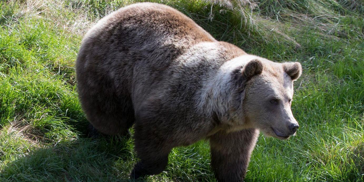 En jägare råkade skadeskjuta en björn som han först trodde var en grävling. Arkivbild.