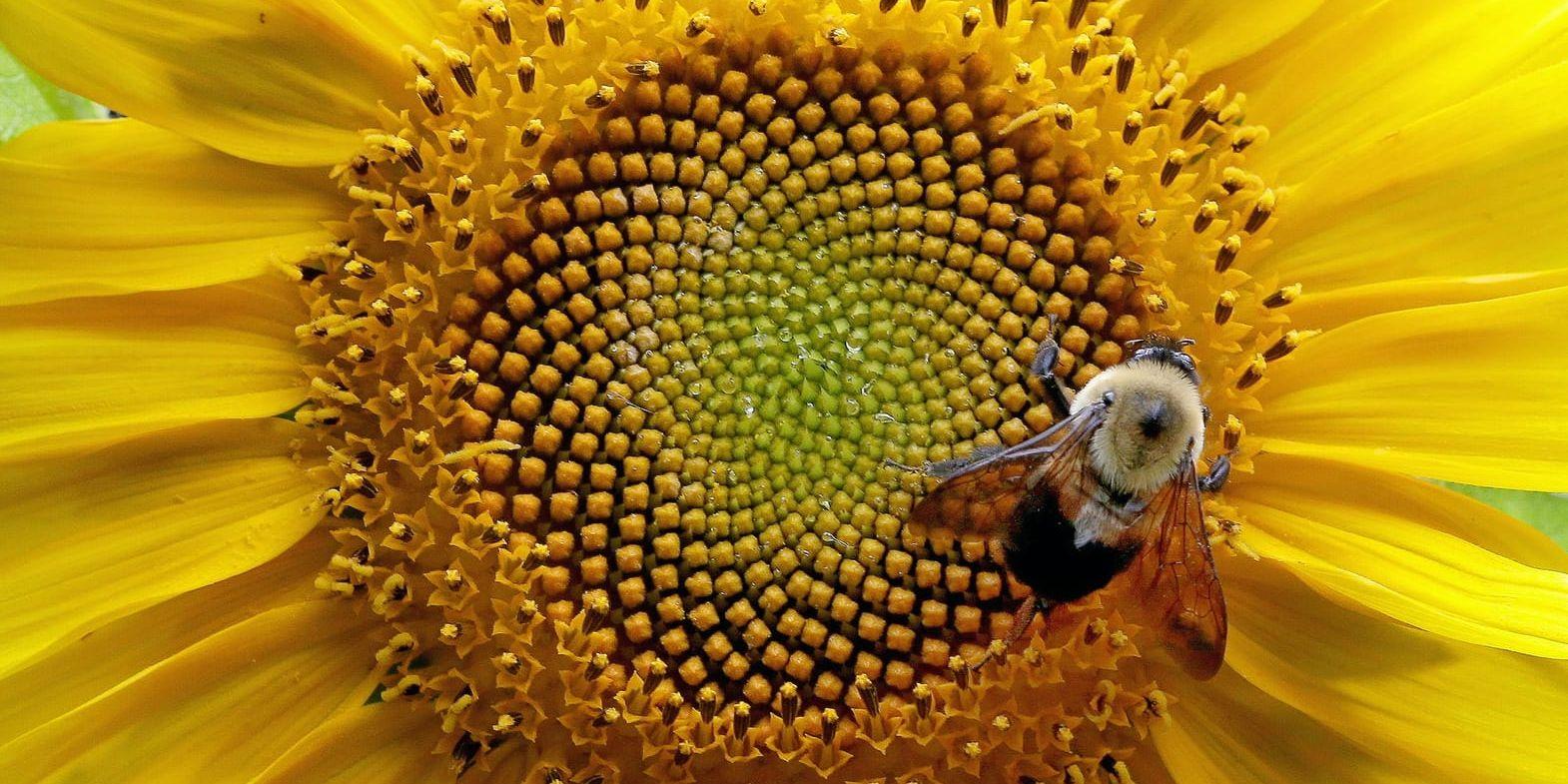 Pollinerare. 80 procent av våra växter pollineras av insekter.