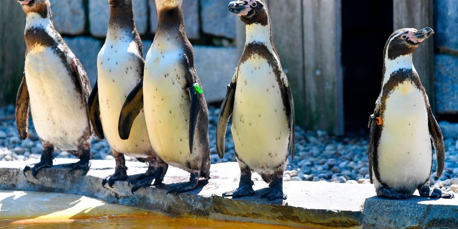 Åtta humboldtpingviner blev offer för en räv som tagit sig in på Chessington World of Adventure. På bilden pingviner vid ett annat zoo. Arkivbild.