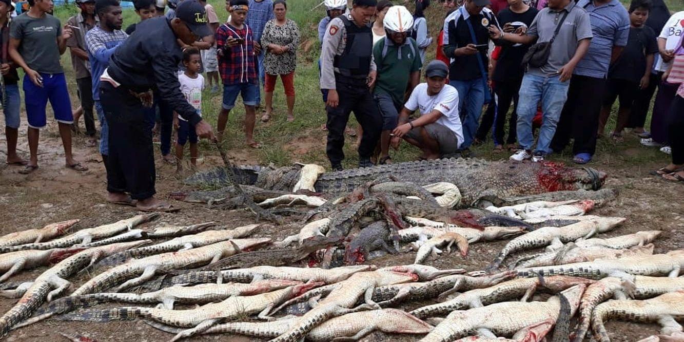 Nästan 300 krokodiler dödades av invånare i en by på Indonesien. Arkivbild.