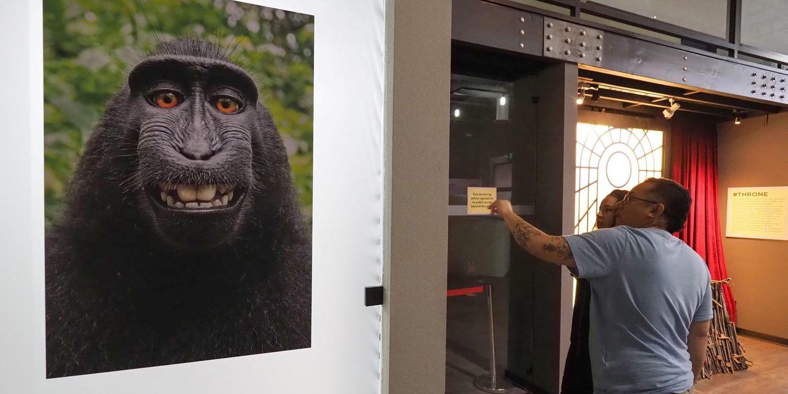Den världsberömda selfien tagen av makaken Naruto ställs ut på ett museum för selfies i Kalifornien. Arkivbild.