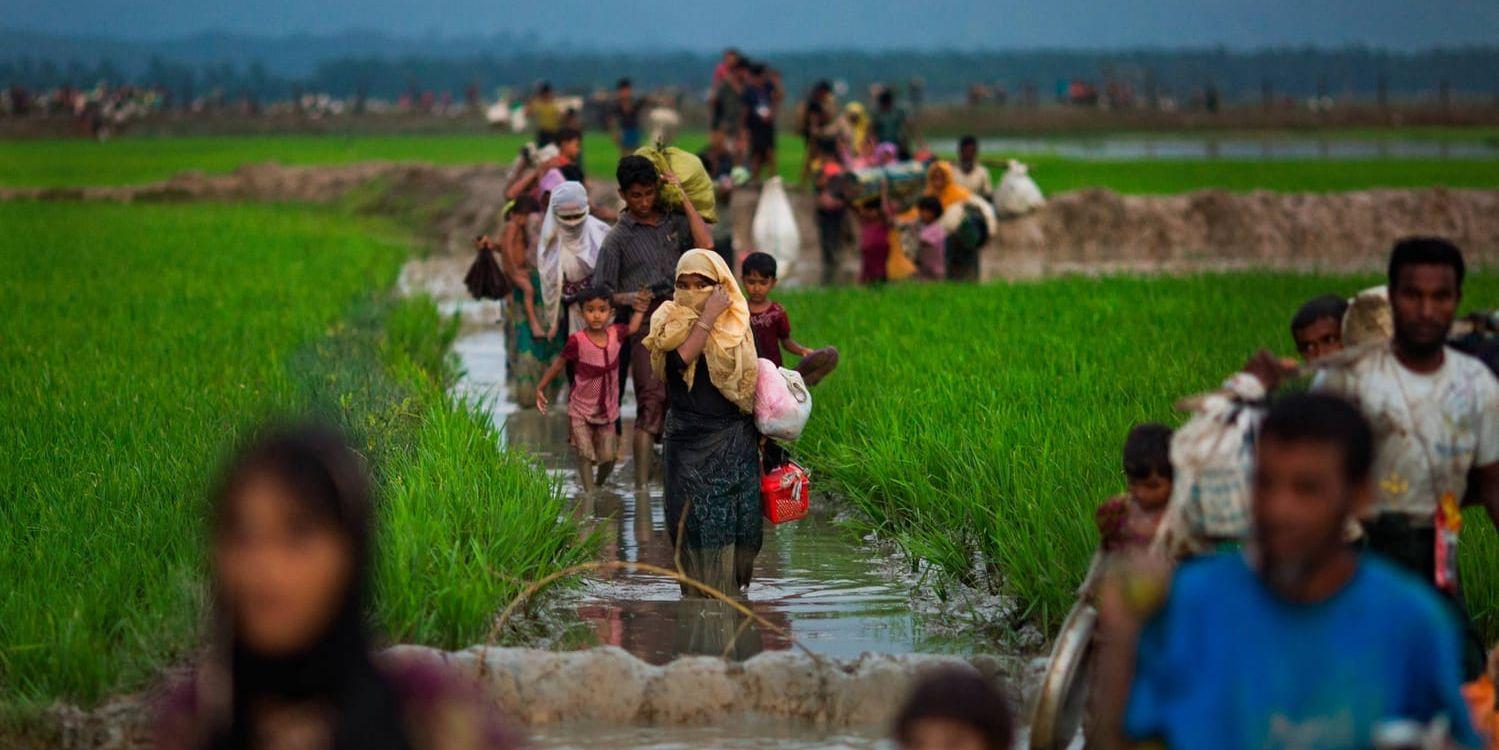 Rohingyabarn flyr från våldet i sitt hemland Burma och tar sig över gränsen till Teknak, Bangladesh.