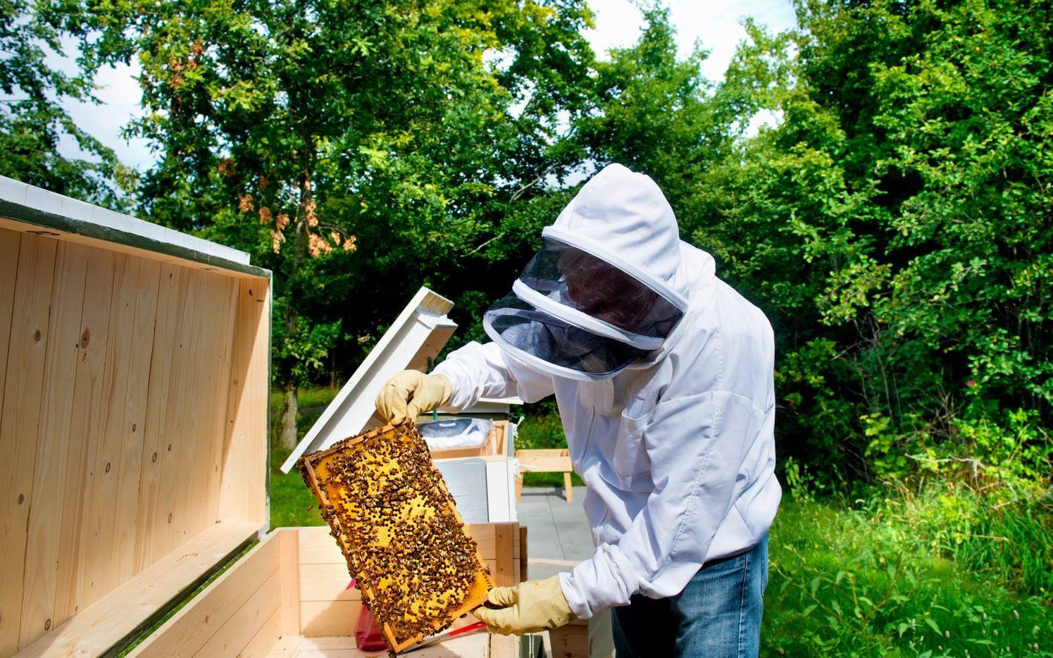 Försiktig. Jan Vastersson vet hur man handskas med bin. Han började med biodling när han blev pensionär. Bild: Aline Lessner