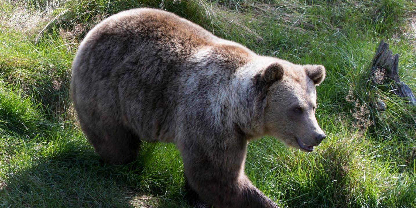 Blod från brunbjörnar i vinteride stärker mänskliga muskelceller, enligt en ny studie. Arkivbild.