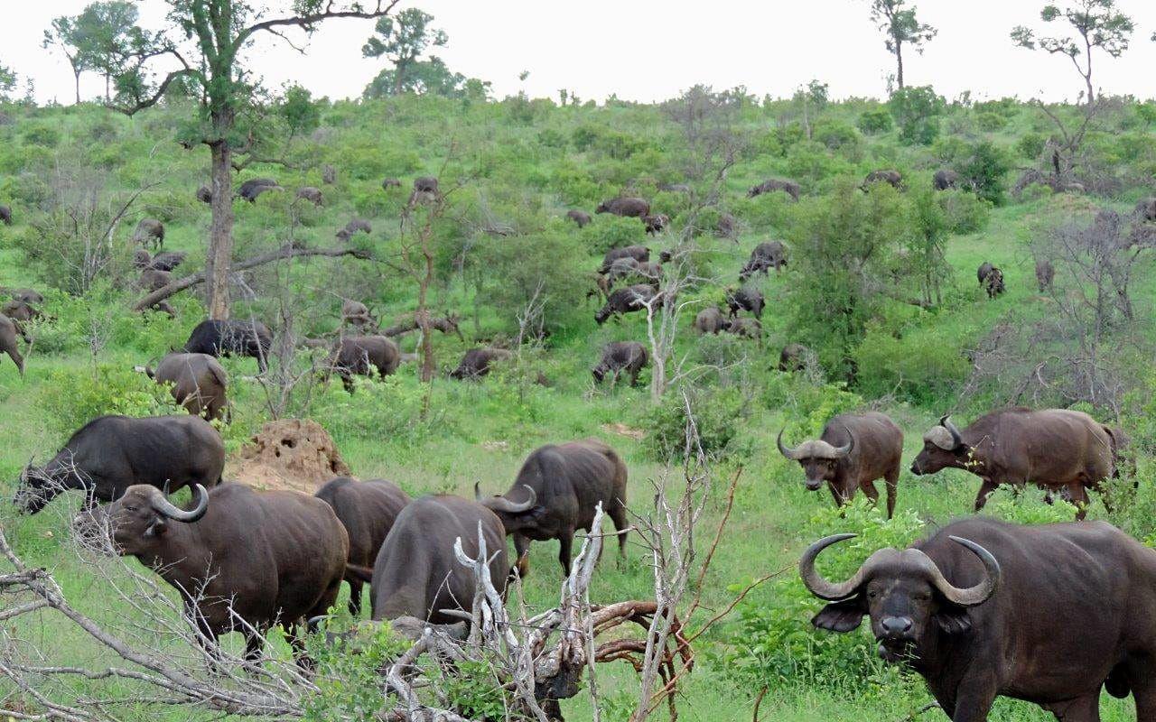 Bufflar. På savannen kan man få se mängder av vilda djur.