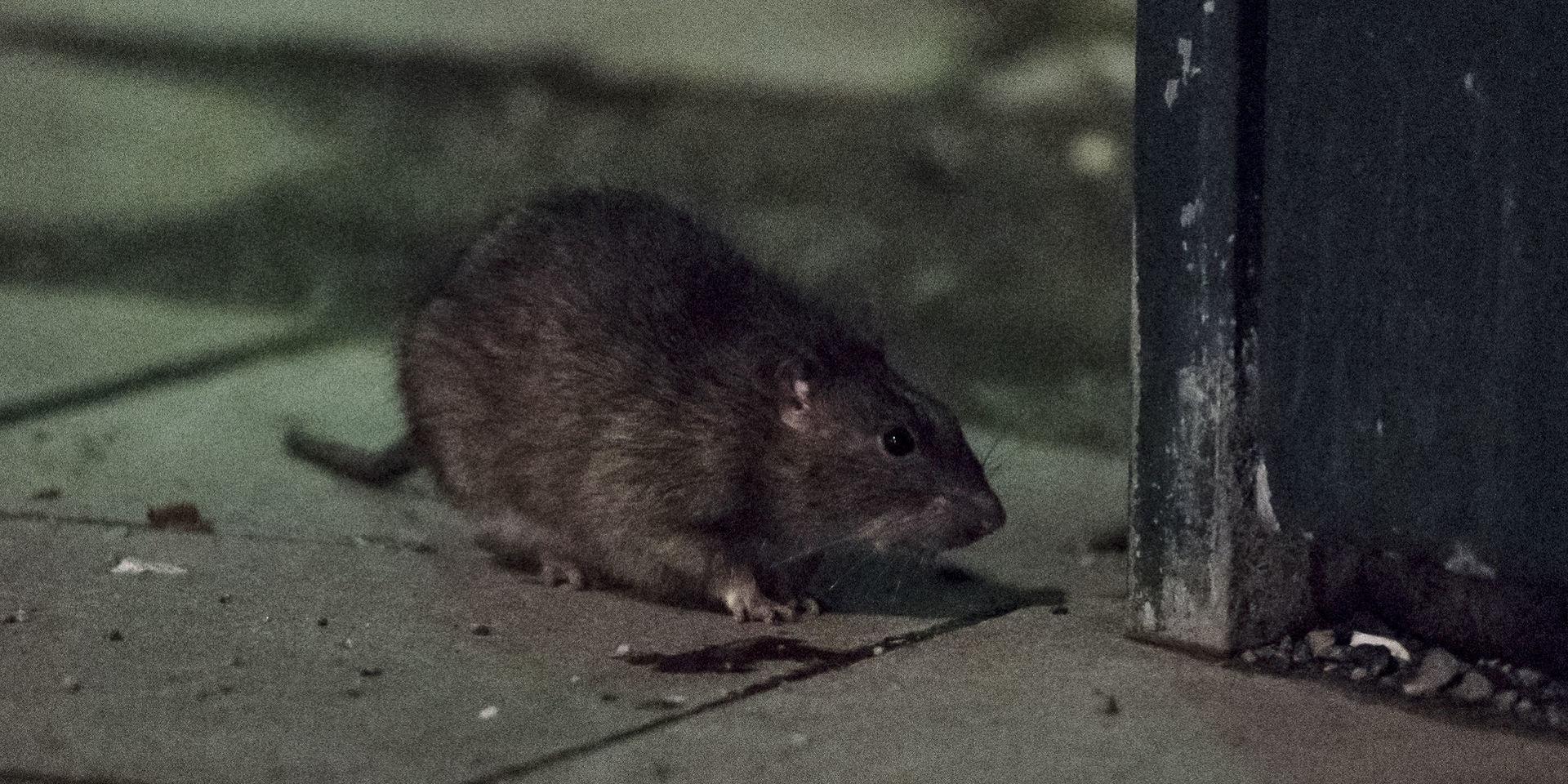 Moderna och giftfria råttfällor har visat sig vara effektivt för att få bukt med råttorna i Göteborg. Arkivbild.