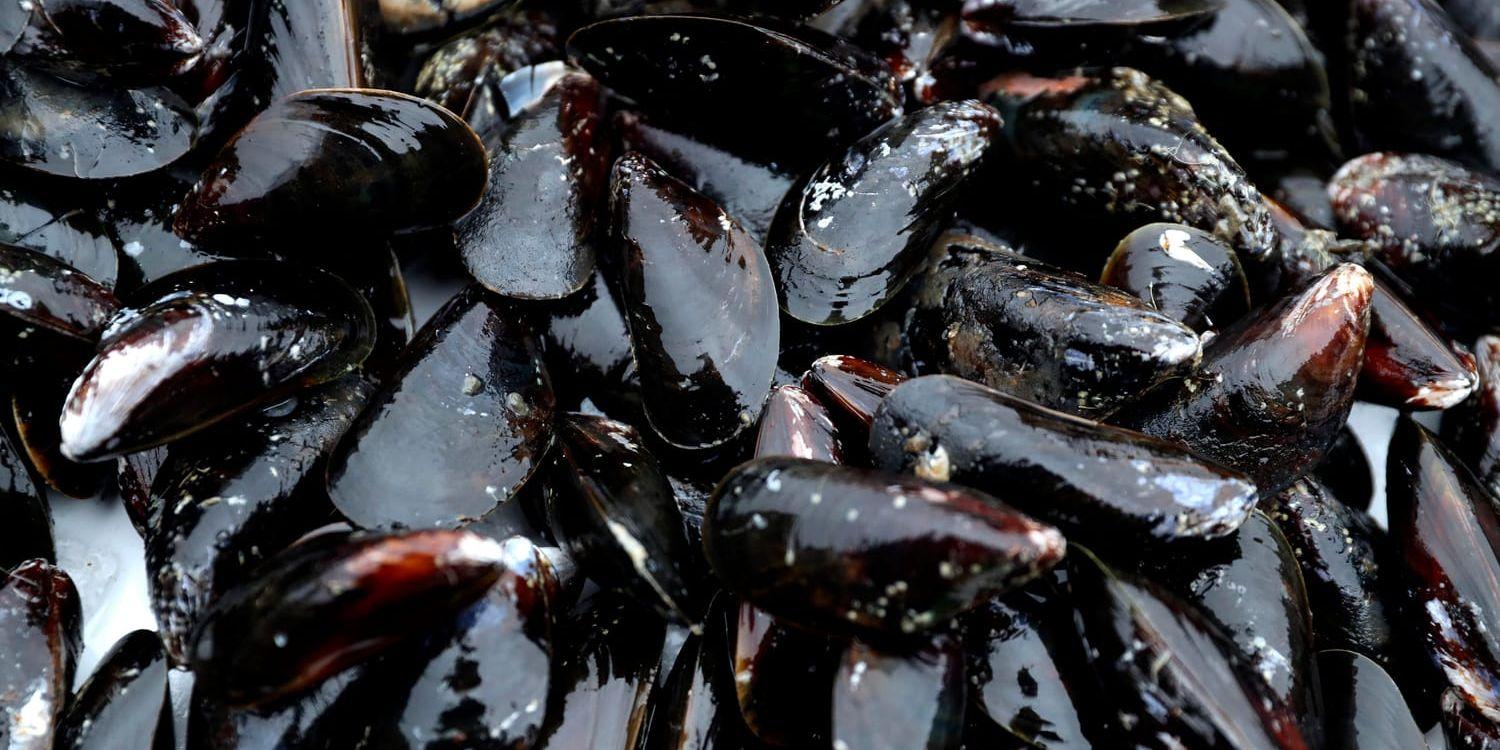 Musselodlingar inhägnades med nät där sjöfåglar fastnade och dog, enligt åtalet. Arkivbild.