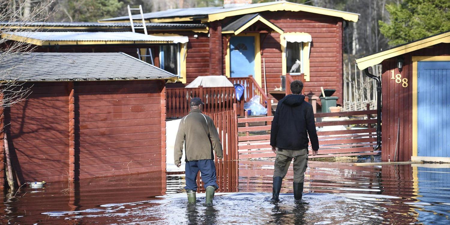 Jonas Ytterström, i svart jacka, vadar fram till sin bostad i Forsby, norr om Gävle. Höga vattenflöden i Testeboån orsakar översvämningar i området.