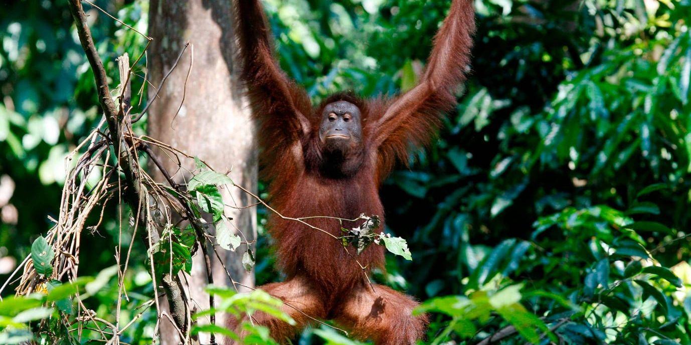 Furuviks dräktiga orangutanghona Utara har avlidit. På bilden syns en orangutang i det vilda.