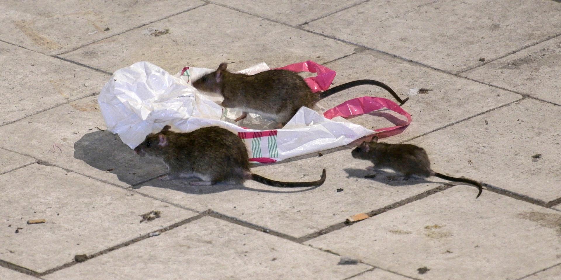 Kalasgäster? Ett enda råttpar kan ge upphov till mellan 800 och 1 000 nya råttor – varje år. 