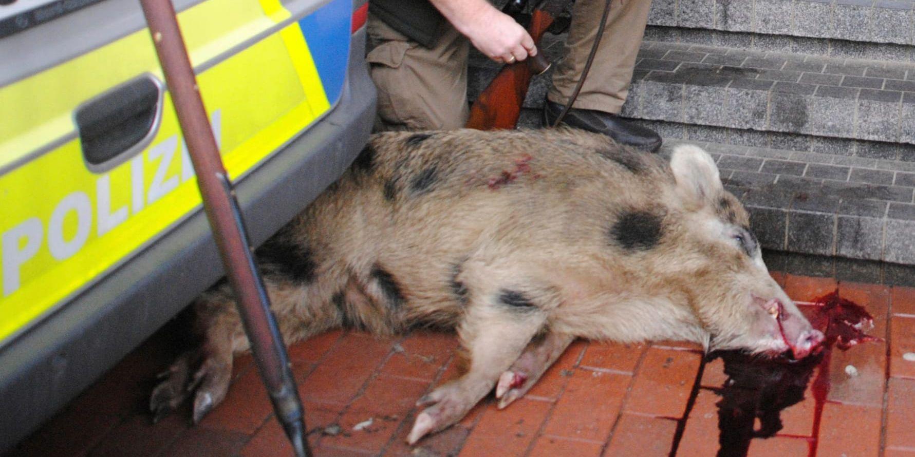 Ett av de två vildsvin som härjade runt i den tyska staden Heide sköts ihjäl.