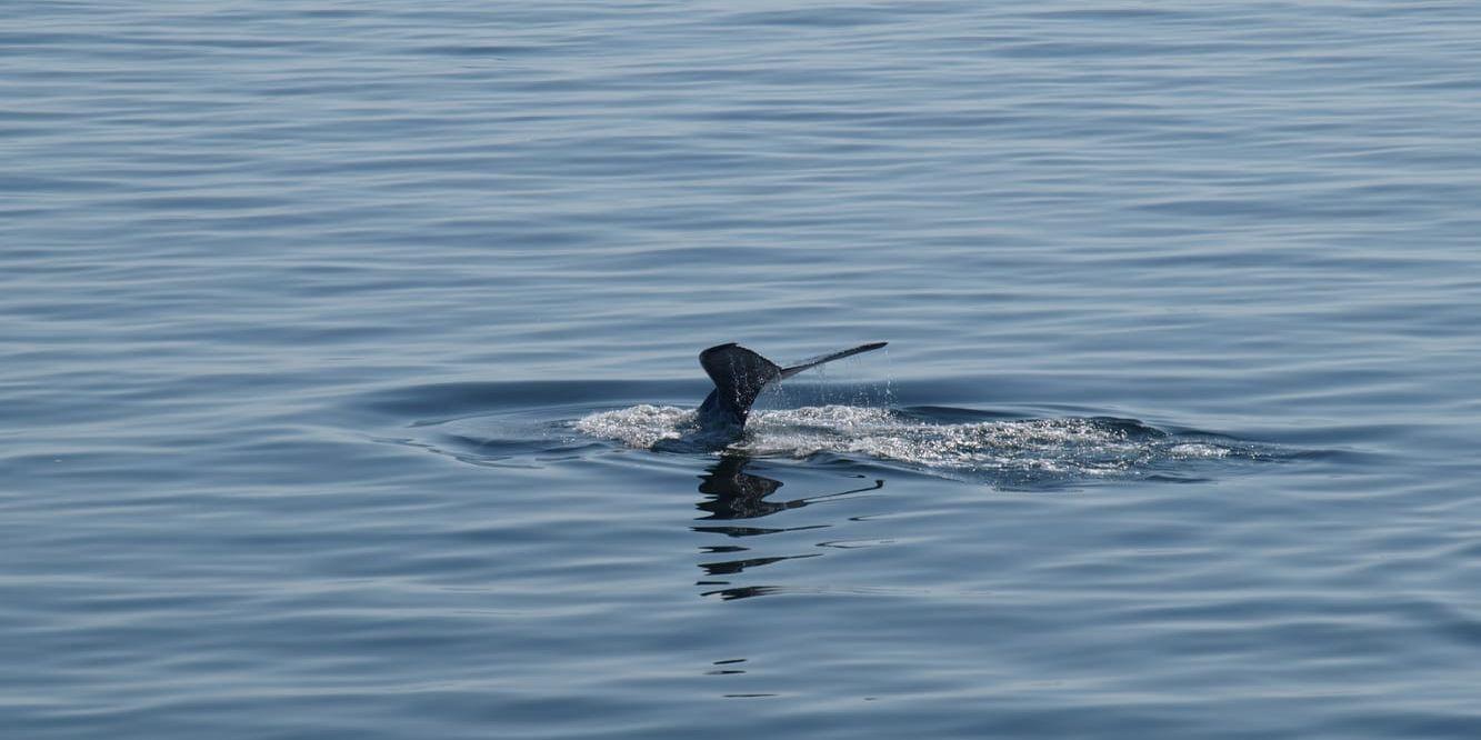 När Peter Fredriksson var ute och fiskade träffade han på en stor grupp tumlare. Arkivbild. Foto: Kustbevakningen/TT. 