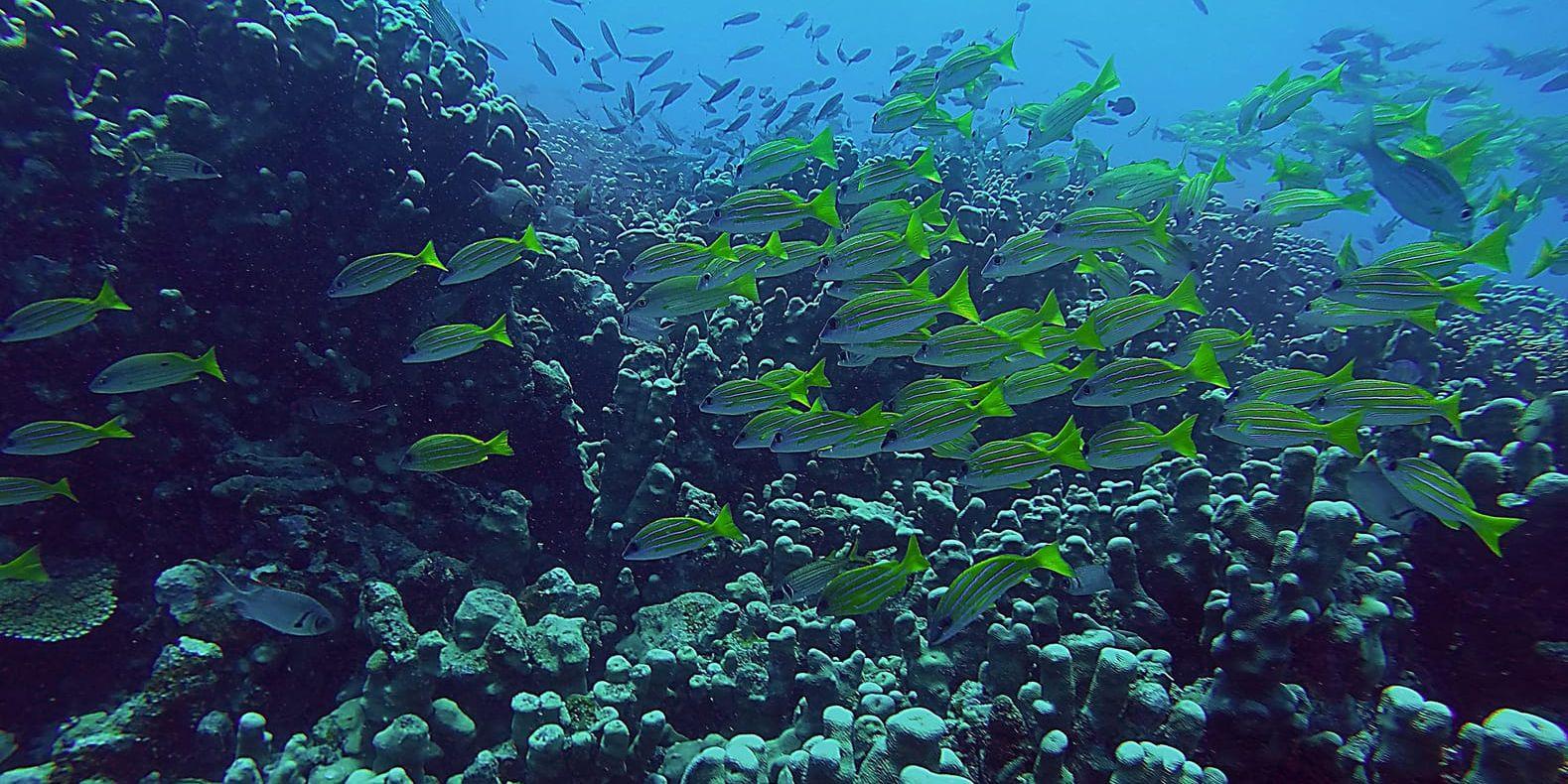 Östaten Palau förbjuder en rad solkrämer för att skydda sina korallrev.