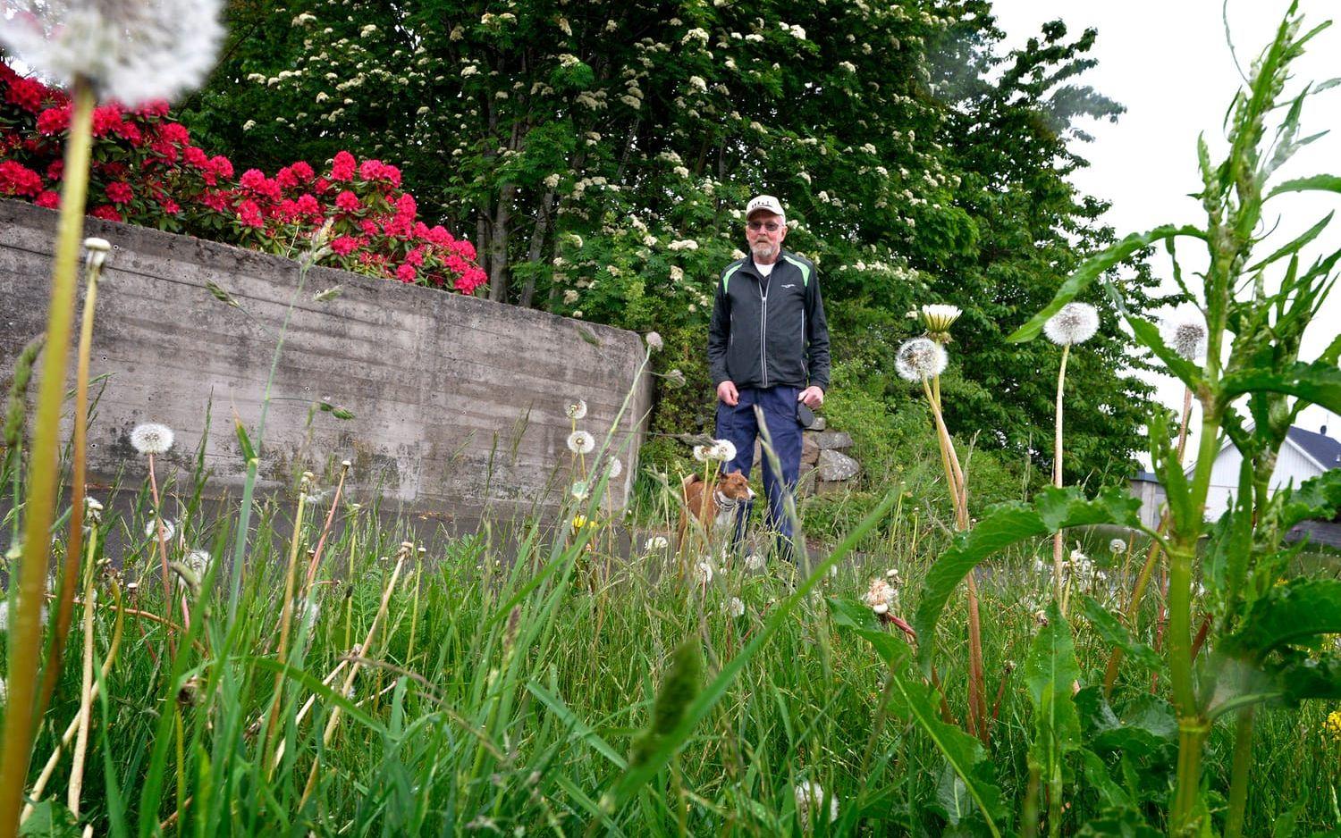 Vildvuxet. Bengt Andersson och hans hund Fila promenerar längs Bandholtzgatan men Fila tycker inte om att gå in i det höga gräset. Bild: Annika Karlbom