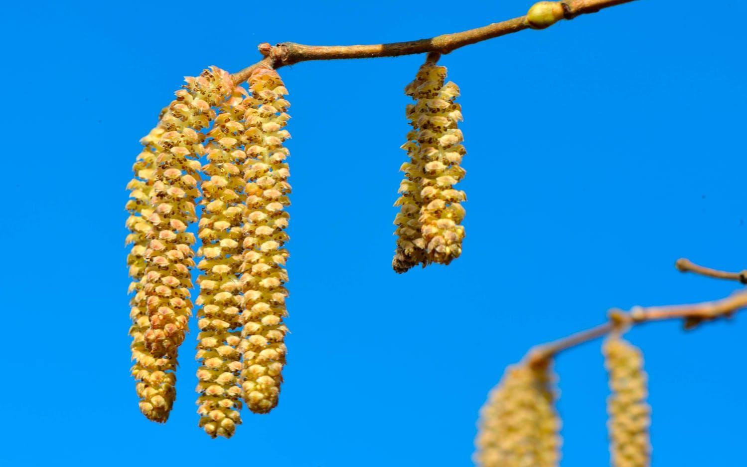 En av vårens tidigaste blommor finns på hasselbusken. Långt innan tussilagon lyser gul har hasseln släppt sitt pollen. Bild: Annika Karlbom