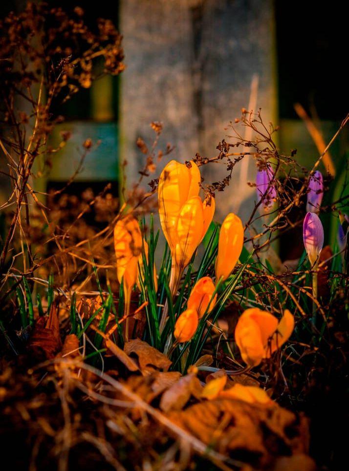 Våren för mig är nystart och livsglädje.  Bild: Michael Hildingsson i Tvååker.
