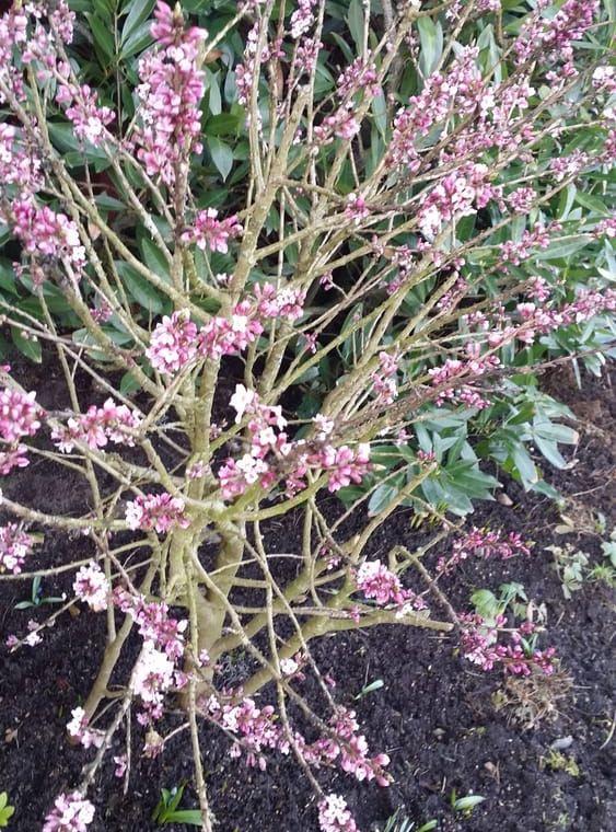 Så här fint blommar pepparbusken  i Grimeton. BILD: Iris Lundahl