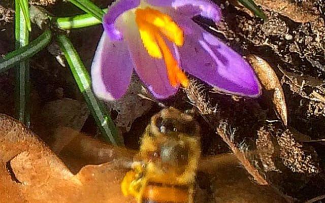 Årets första bi är kanske det bästa vårtecknet av dem alla. BILD: Agneta Dannberg