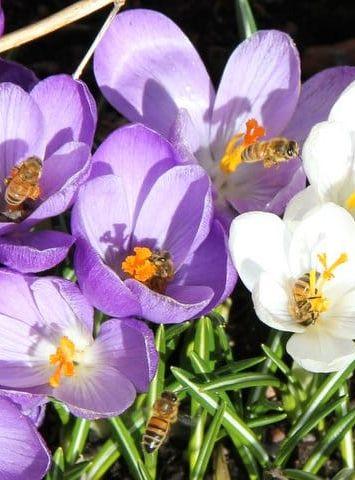 Vår för mig är när jag ser våra bin invadera krokusen på jakt efter pollen. BILD: Ulla Svensson