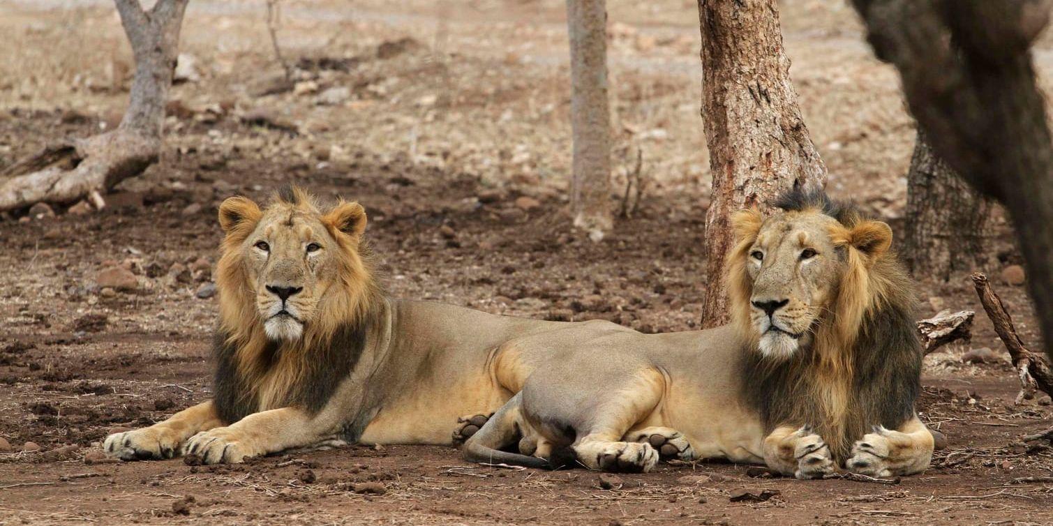 Lejonet hör till de rovdjursarter som hotas av förföljelse, skövling av livsmiljöer och bytesbrist. Arkivbild.