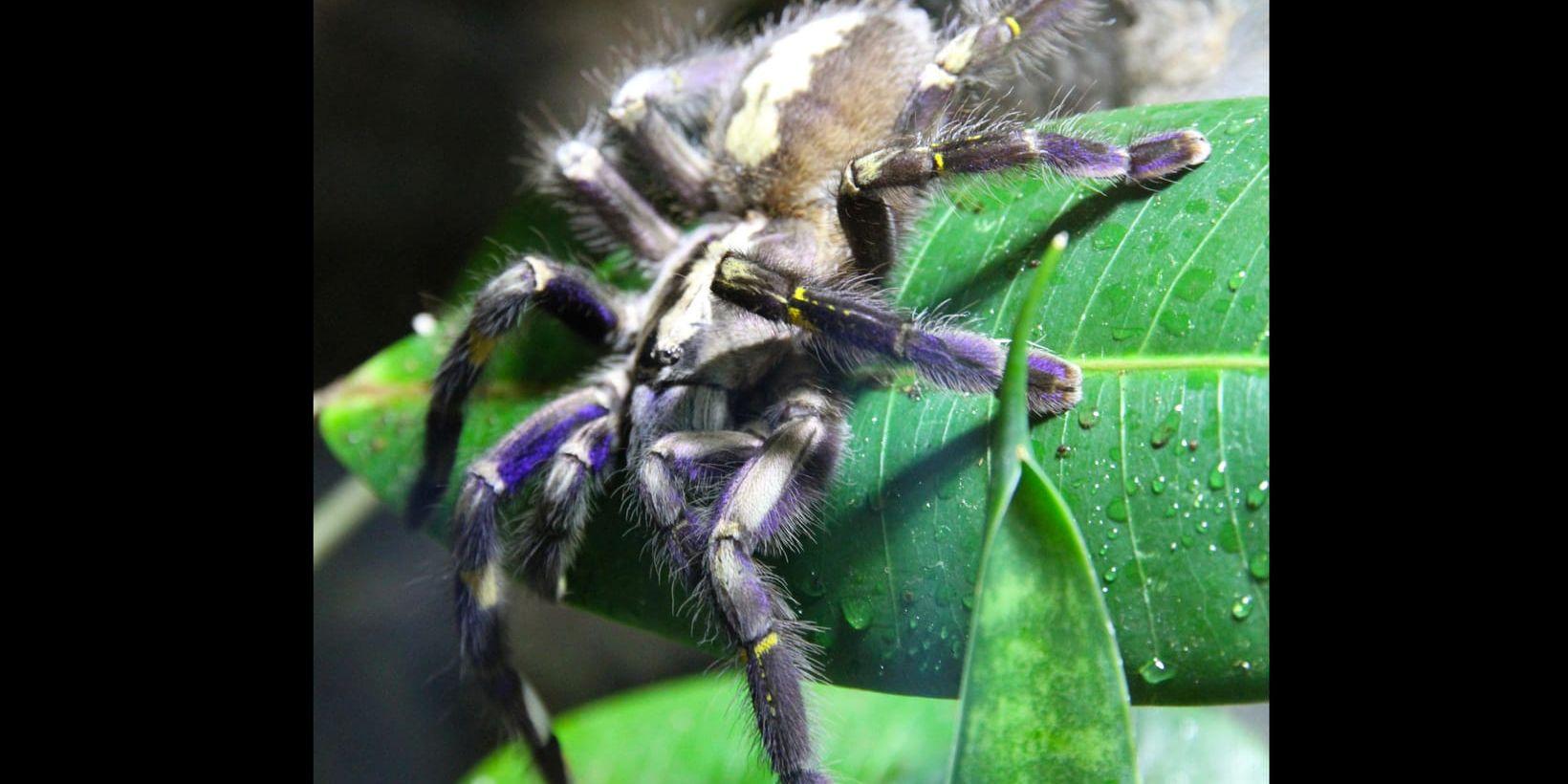 En giftspindel av den hotade arten påfågeltarantella har flyttat in i ett terrarium på djurparken Nordens ark. Målet är att föda upp nya spindlar att sätta ut i Indien.