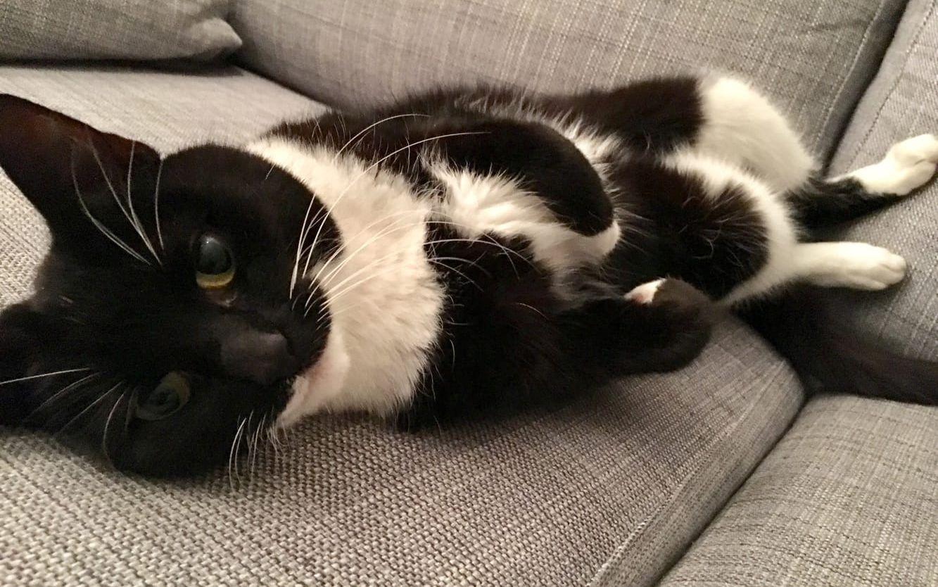 Jag nominerar min katt Gullan som inte är är stressad alls över julen utan mest ligger och pillar sig i naveln på soffan. / Christian Jernlid