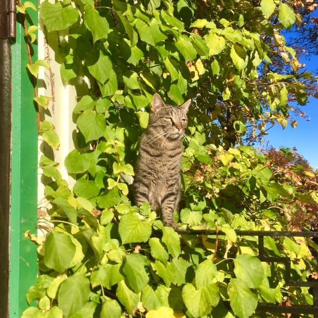 Här är katten Olle som vaktar våran trädgård i Kärradal, skriver Stefan Andersson.