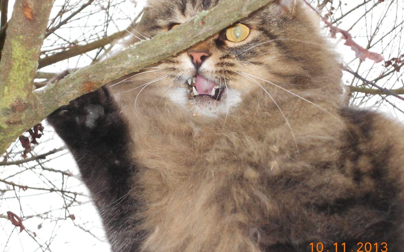 Det här är Tusse. Tusse är en STOR katt som bara klättrar i små träd. Med tanke på hur Tusses matkonto ser ut kan vi övriga i familjen behöva ett tillskott i kassan. /Lena Davidsson, Falkenberg
