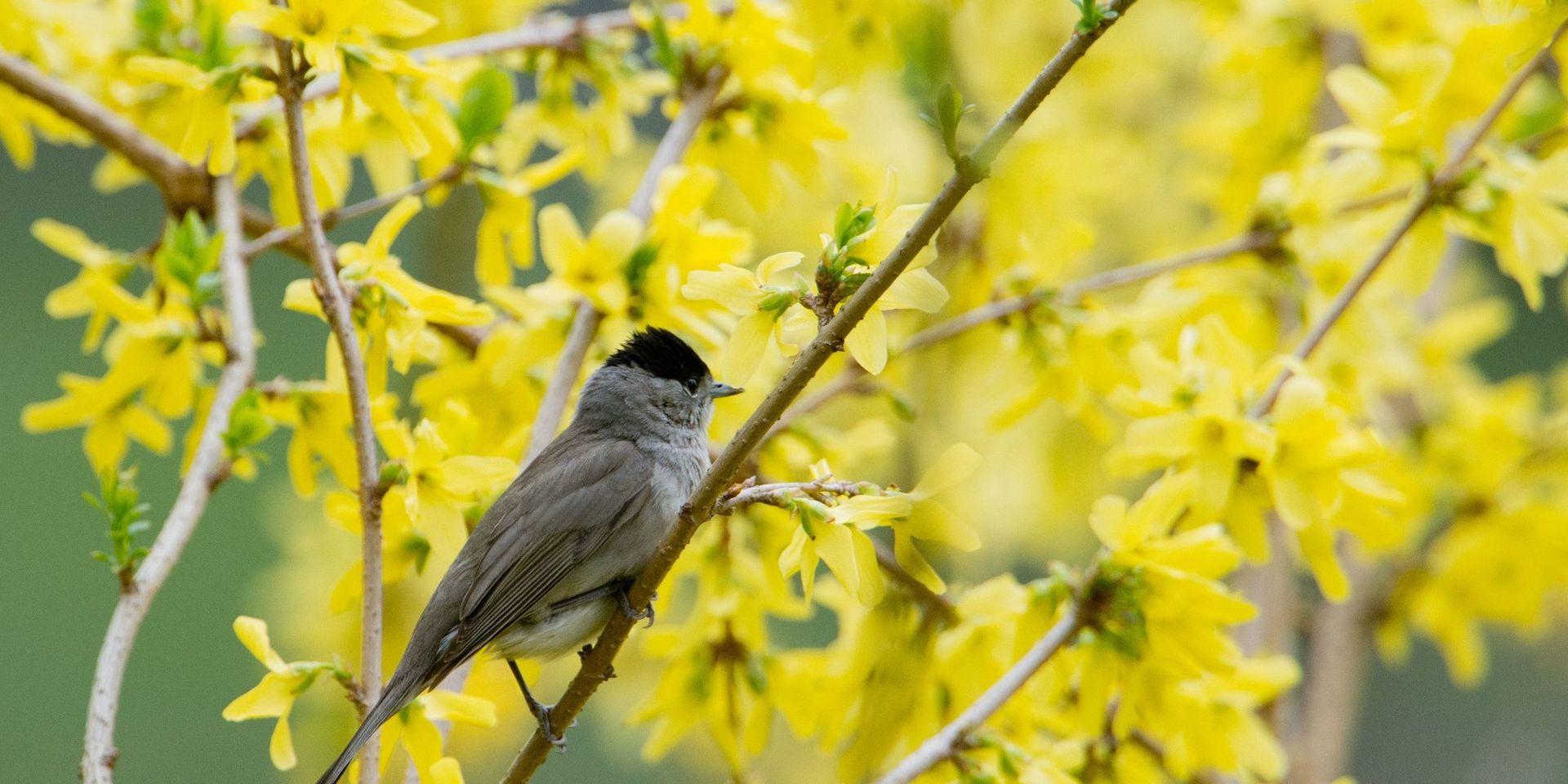 Mer fågelsång än någonsin, har insändarskribenten upplevt under våren och försommaren. Till exempel av svarthättan som syns på bilden.