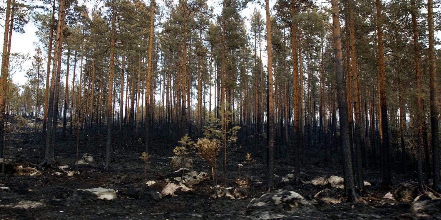 Brandskadad skog längs med vägen mellan Kårböle och Lassekrog i Gävleborgs län efter skogsbranden 2018. Sannolikheten för extremväder med torka och skogsbränder ökar med en stigande temperatur. Arkivbild.