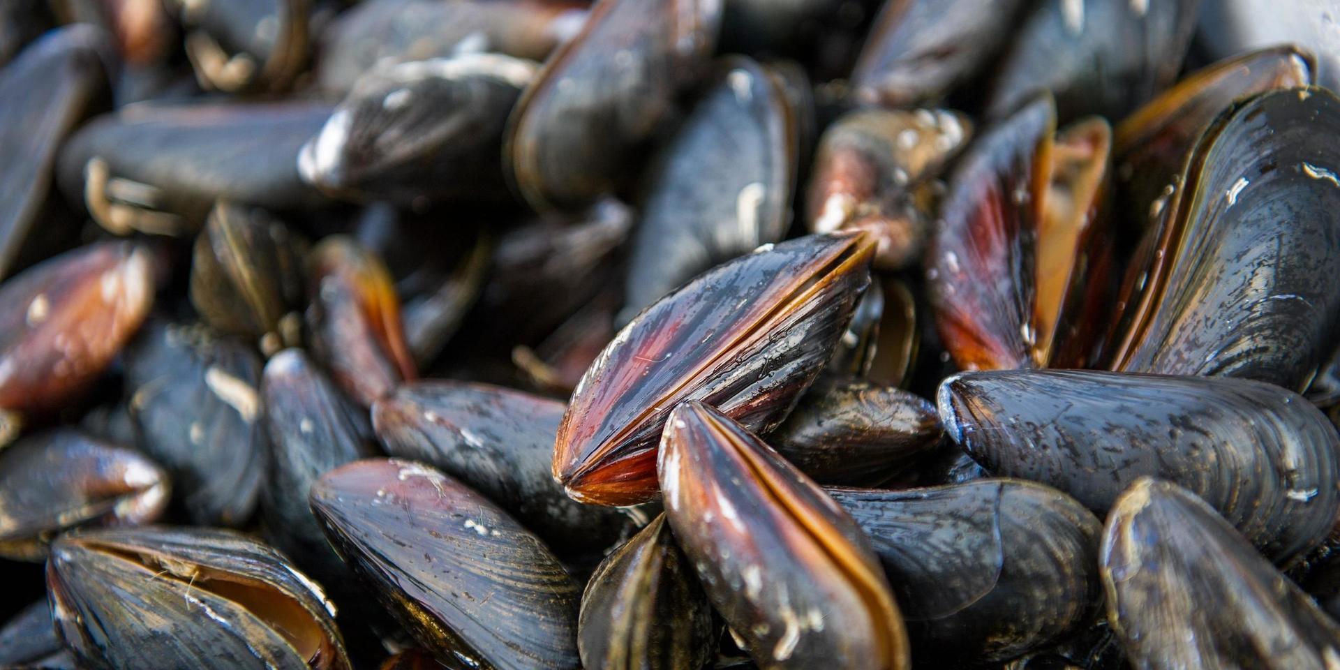 Avrådan från självplock av musslor gäller från den 24 juni tillsvidare, längs kustremsan från Strömstad och ned till och med Laholm.