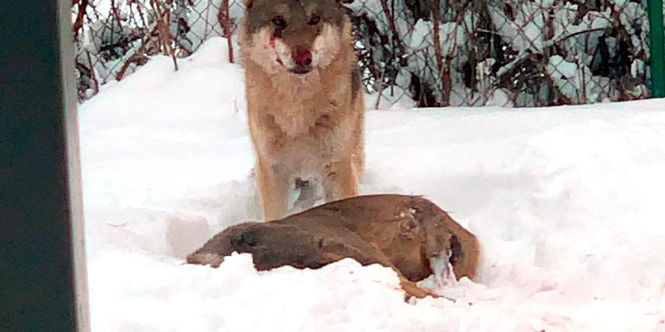 Ett par i Tierp fick syn på vargen som gick till attack mot ett rådjur i deras trädgård.