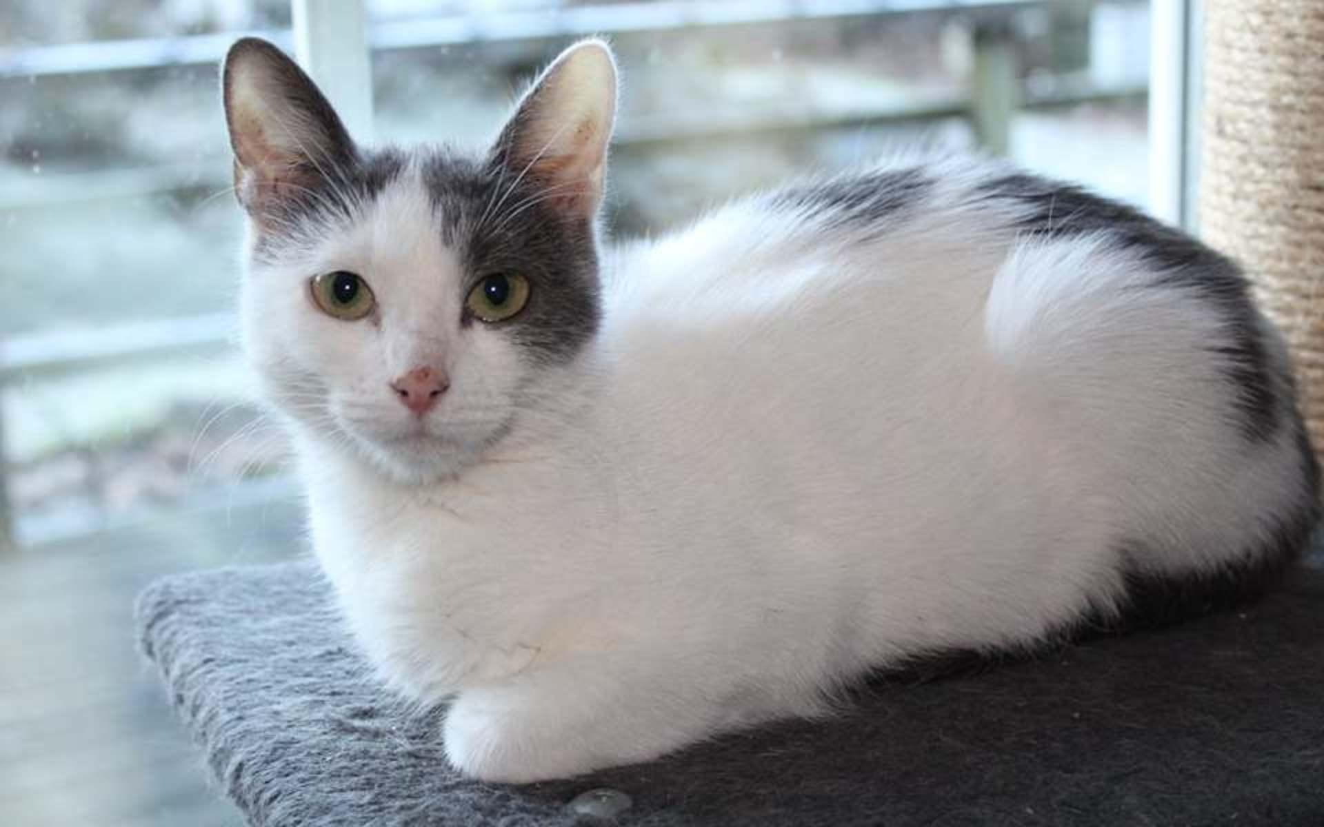 Maja föddes 2018 och är en späd liten katt som fostrat många kattungar. Mini är en av dem, och de behöver ett gemensamt hem eftersom de är oskiljaktiga. 