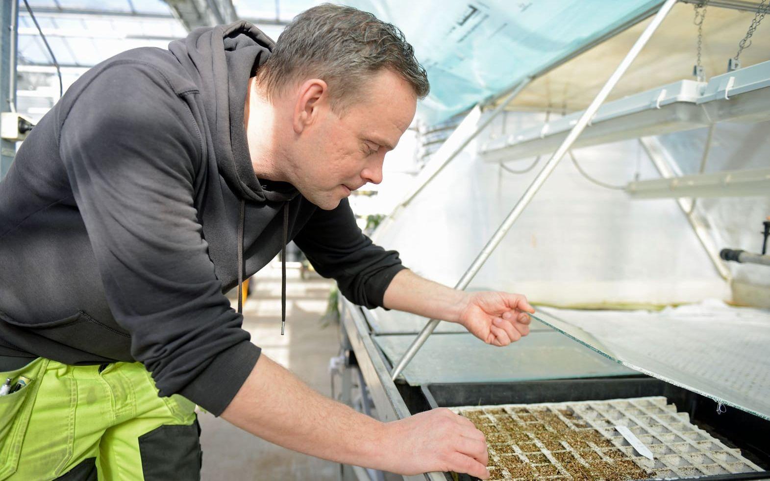 Gustaf Ekberg tittar till ”kuvösen” där de senaste tillskotten får växa till sig innan det är dags att komma ut till de andra plantorna.