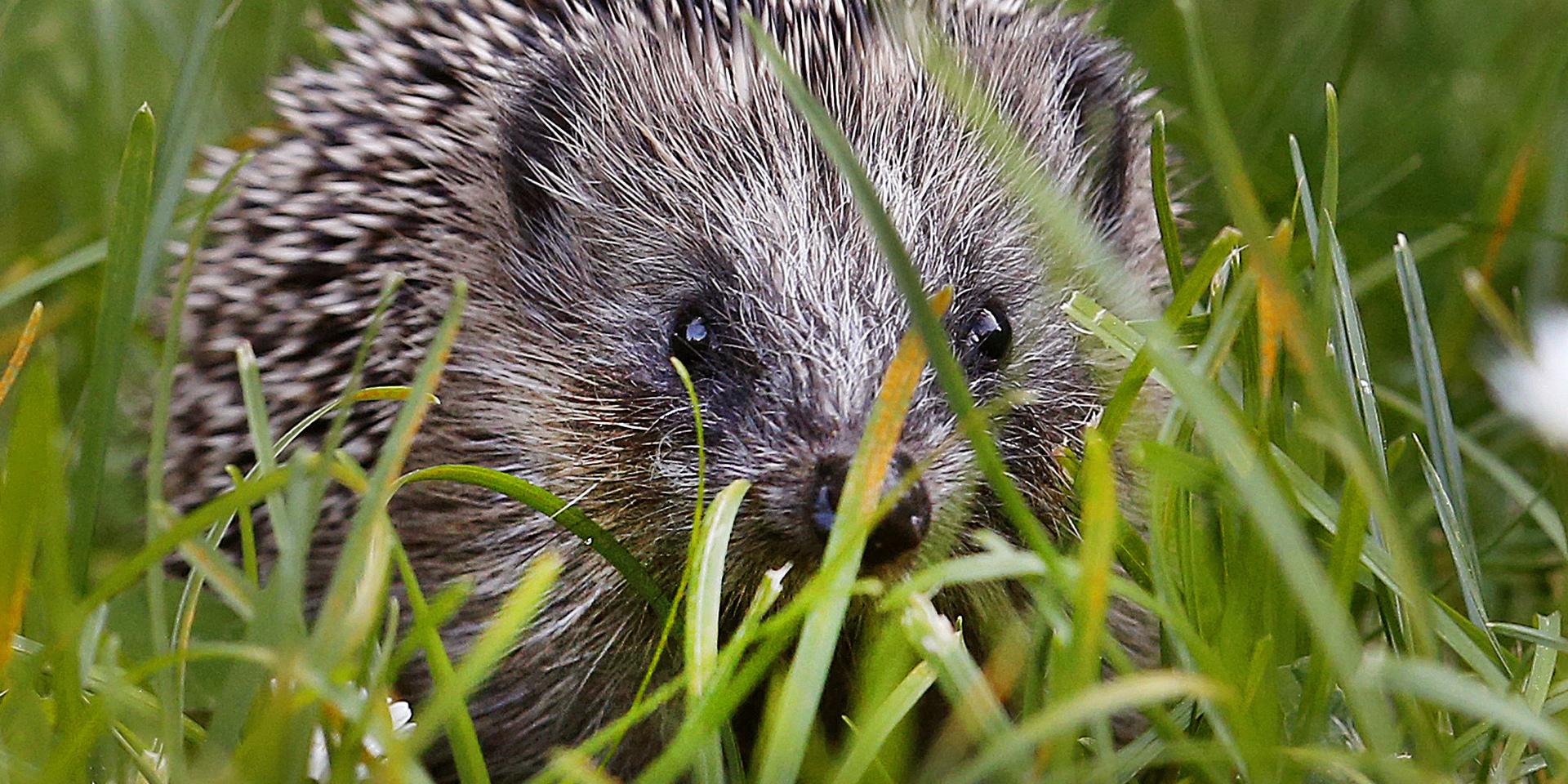 A hedgehog baby walks in the green grass and looks up on a meadow in Frankfurt, Germany, Wednesday, Sept. 27, 2017. (AP Photo/Michael Probst)
