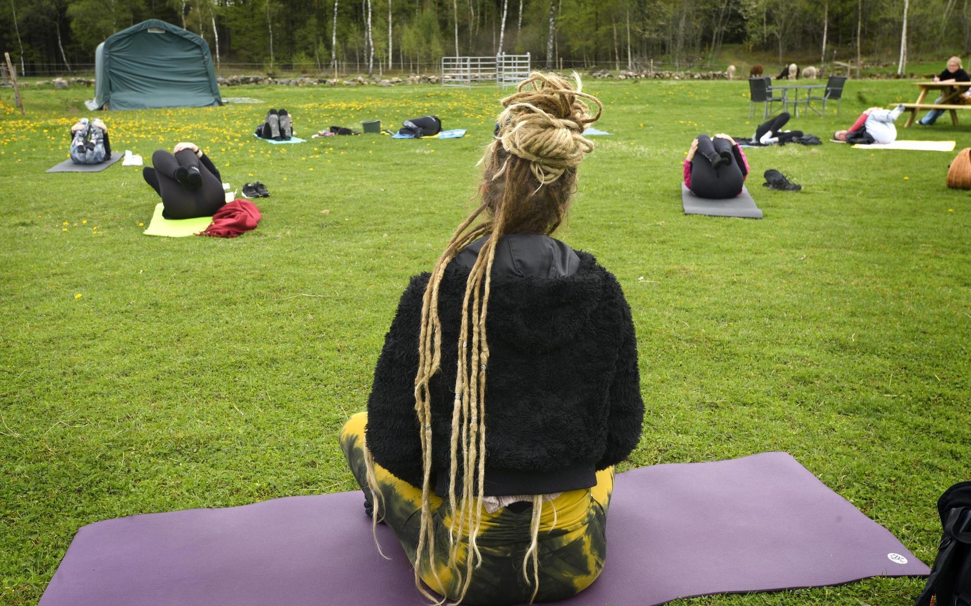 Klockan 10.00 på lördagsförmiddagen började yogapasset i Sara Anderssons alpackahage i Rolfstorp. Ingen av deltagarna hade testat att yoga nära alpackor tidigare, men efteråt var de rörande överens om att de fem alpackahonorna var ett härligt tillskott till träningspasset.