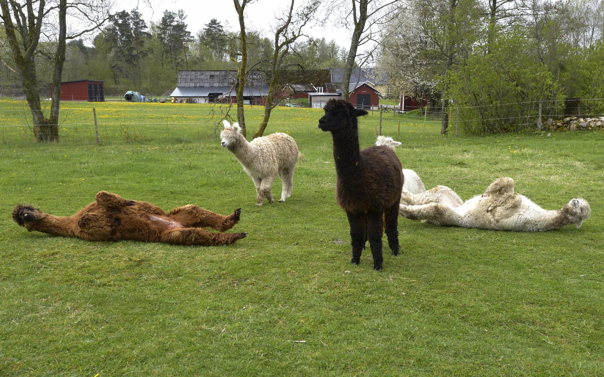 De fem alpackorna heter Margit, Gunilla, Dagny, Tekla och Ingrid och har bott på Sara Andersson gård i ungefär ett halvår.