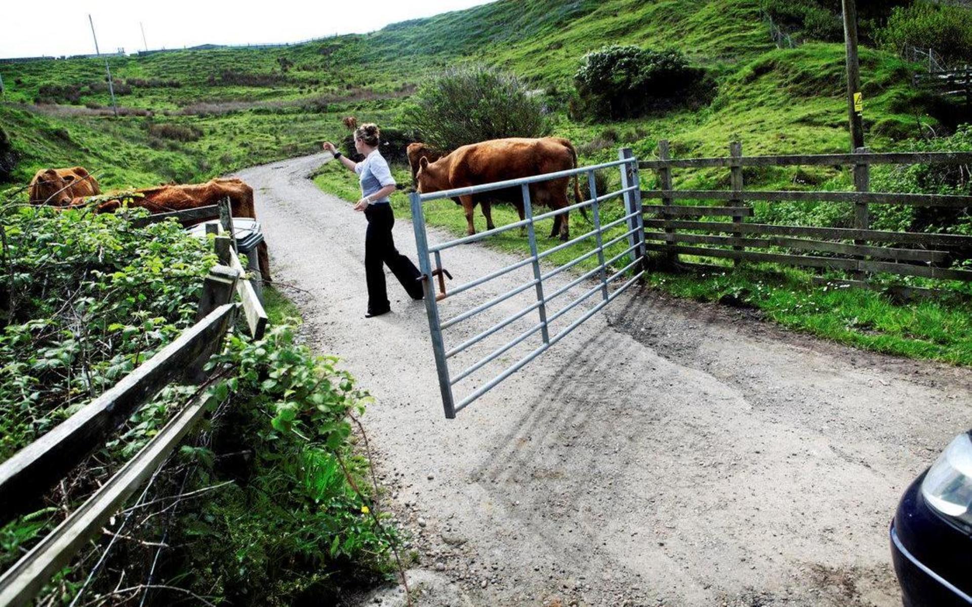 Bland Skottlands gröna fält bodde Jenny Karlssopn för tio år sedan. Att mota bort kossor på väg till jobbet var inget ovanligt.