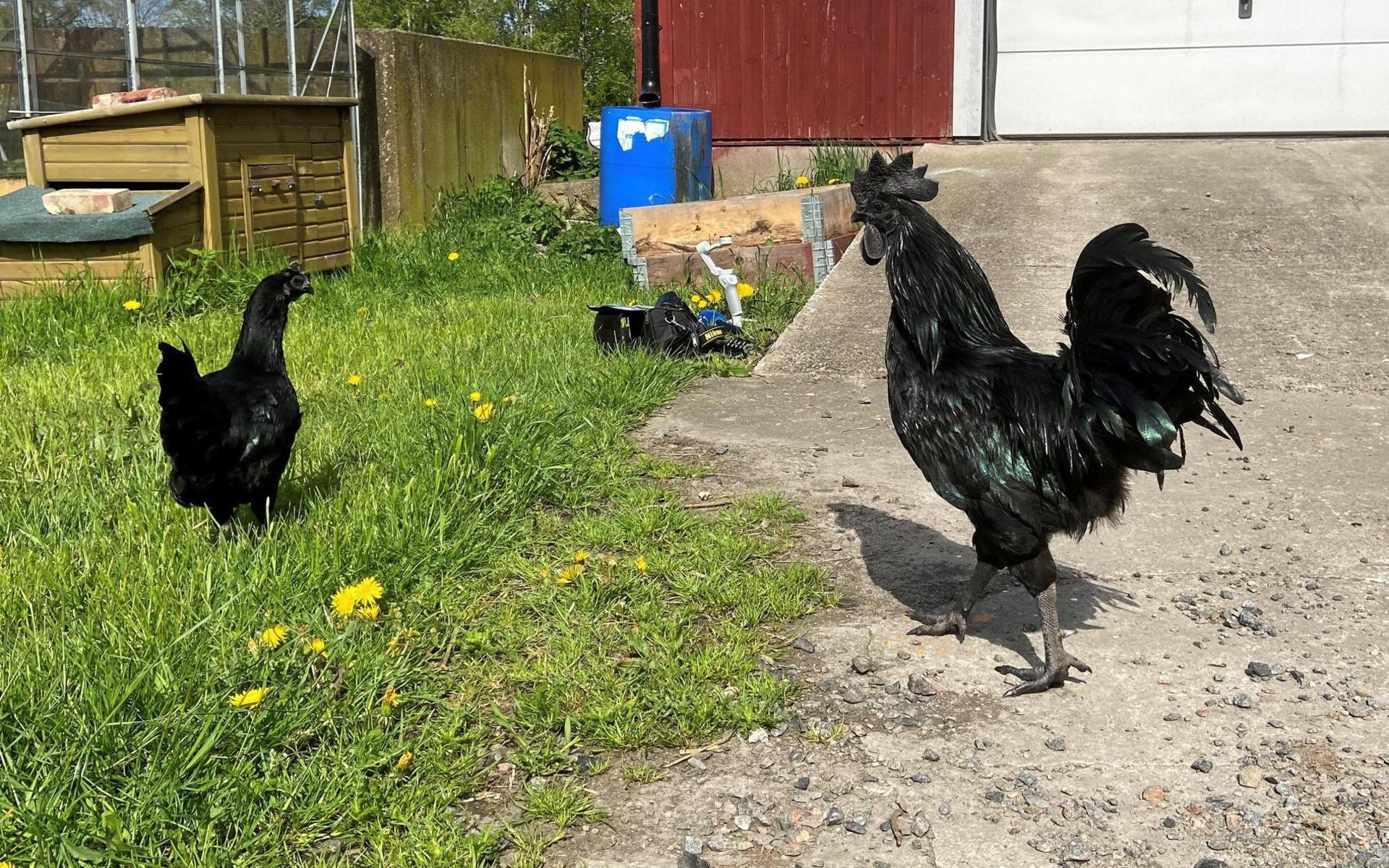 Det är cirka 45 höns och fem tuppar som nu får gå runt fritt på hobbyuppfödaren Linda Ivarssons gård i Eftra. Men kycklingarna är ännu för små för att släppas ut i det fria så de får mysa under värmelampan istället.
