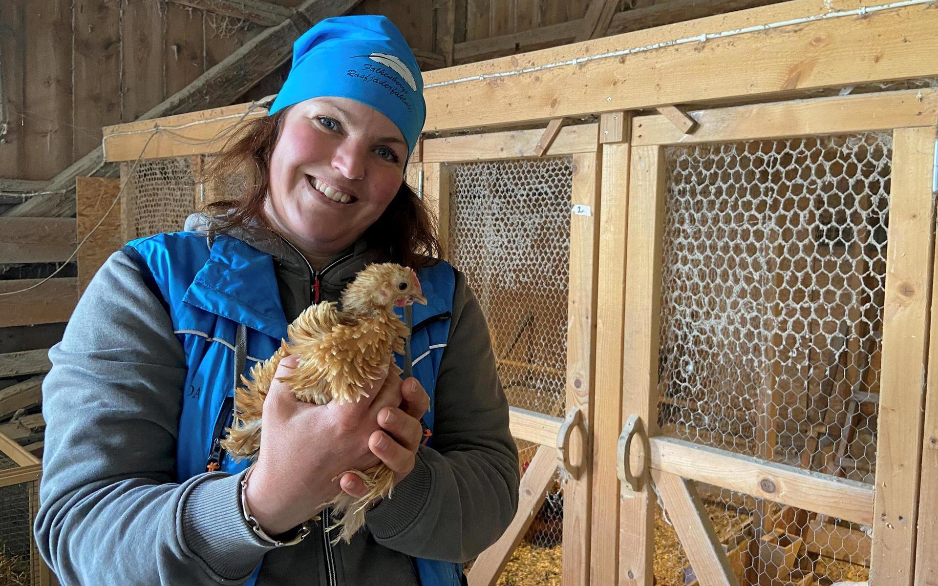 Det är cirka 45 höns och fem tuppar som nu får gå runt fritt på hobbyuppfödaren Linda Ivarssons gård i Eftra. Men kycklingarna är ännu för små för att släppas ut i det fria så de får mysa under värmelampan istället.